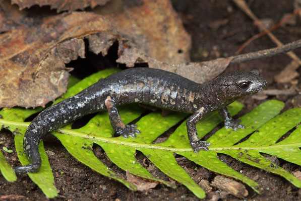 Mushroomtongue Salamander (Bolitoglossa omniumsanctorum)