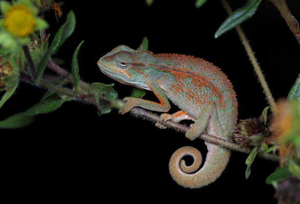 Montane Side-striped Chameleon (Trioceros ellioti) 