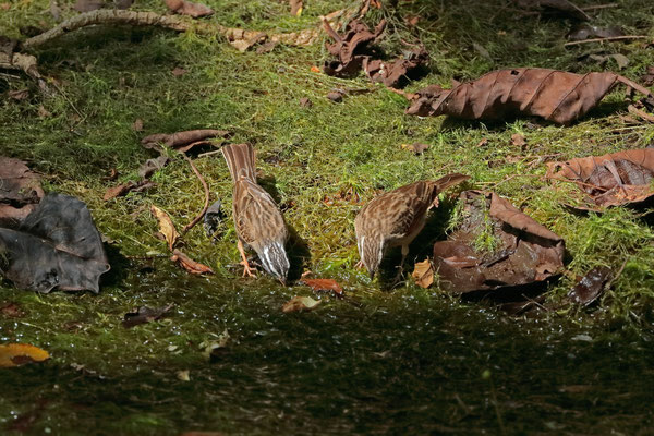 A couple of Cinnamon-breasted Buntings (Emberiza tahapisi) coming for a drink from the spring.