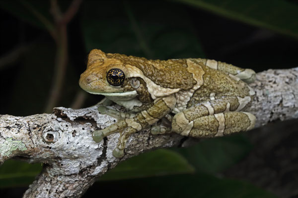 Pepper Treefrog (Trachycephalus typhonius)