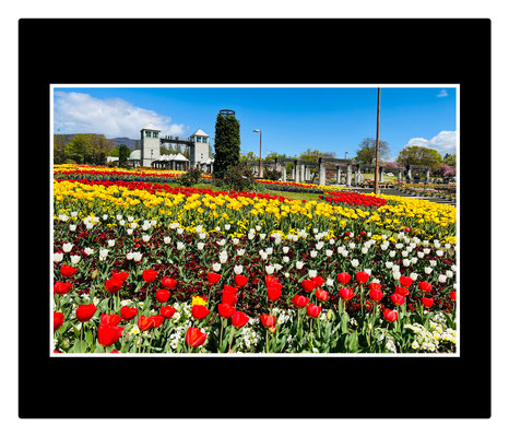 Primavera - Gunma Flower Park, Província de Gunma.