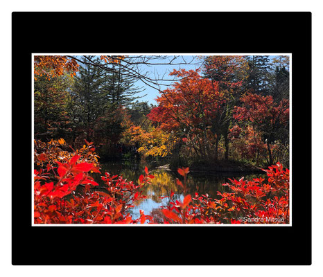EXPLOSÃO DE CORES- Outono in Kumoba Pond,  Karuizawa. Província de Nagano.Nagano.