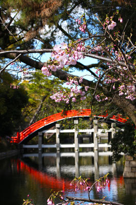 2026年　住吉大社（桜と太鼓橋）