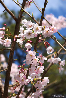 2026年　桜　住吉大社（市戎社・大国社）