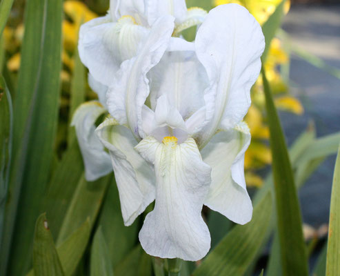 Iris Germanica Alba