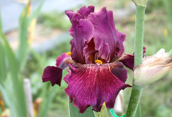 RDZ137-A :   (RDV24-B T REX X NATURAL BLOND) X CLASS RING