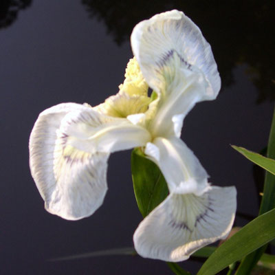 Iris Pseudacorus White