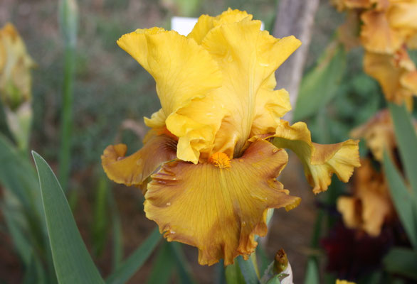 RDY22-F :   RED SKIES X Semis Blyth R41-4 