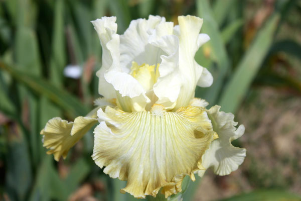 RDY51-B :   CIEL GRIS DE POILLY X HAUNTED HEART