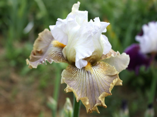 RDY51-D :   CIEL GRIS DE POILLY X HAUNTED HEART