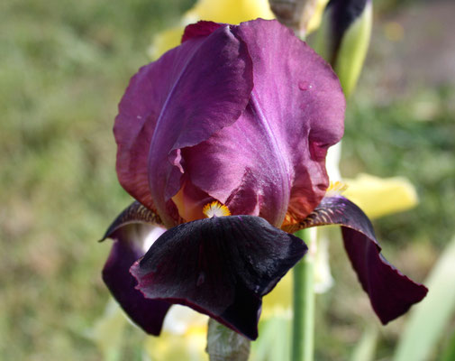 Voltigeur Cayeux 1934 