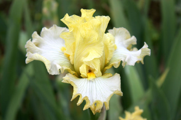 RDY31-A :   SOMNI X ROLE REVERSAL