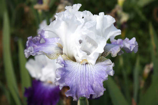 RDY53-E :   HAUNTED HEART X DANCING STAR