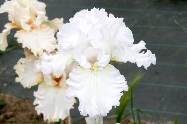 RDZ136-B :   (RDV14-A SOMNI X ROYAL STERLING) X LEMON BUBBLY