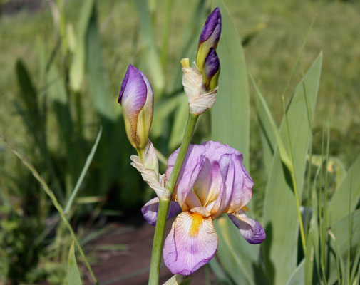 Distinction Cayeux 1925