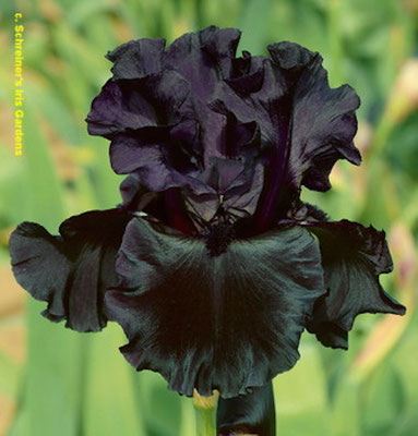 'black' is black SCHREINER 2010