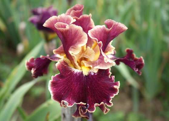 RDZ167-A :    MONTMARTRE X DUPLICATION