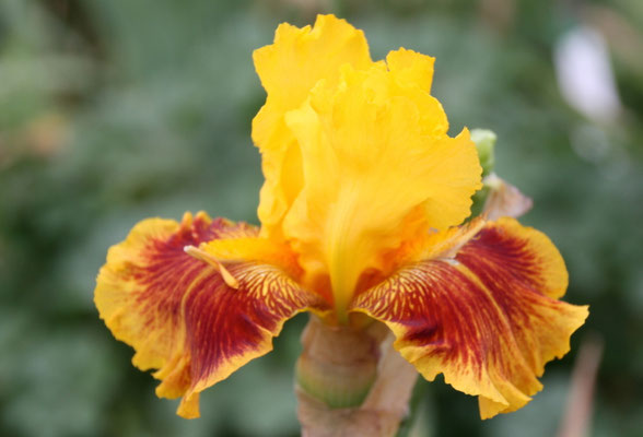 RDY27-A :   SARDANE X BOTTLE ROCKET