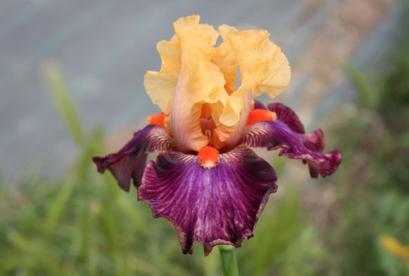 RDZ135-A :  (RDV05-A FALL FASHION X DECADENCE) X (RDW95-A : GYPSY LORD X DECADENCE)