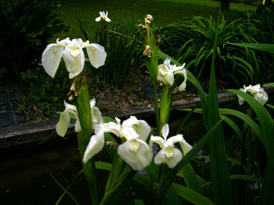 Iris Pseudacorus White