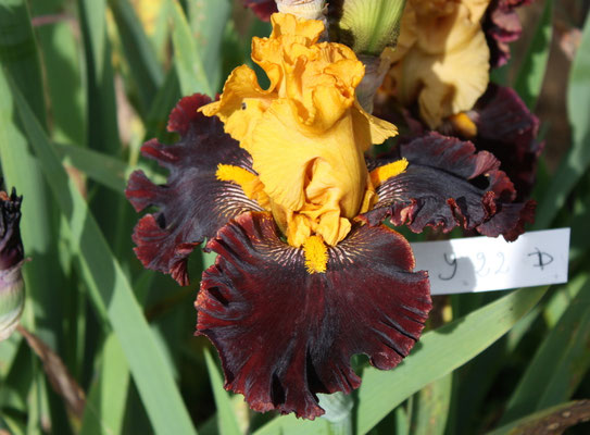 RDY22-D :   RED SKIES X Semis Blyth R41-4 