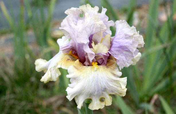 RDY08-C :    (RDV28-A : KITTY KAY X QUEENS OF ANGELS) X COLETTE CLAVEL