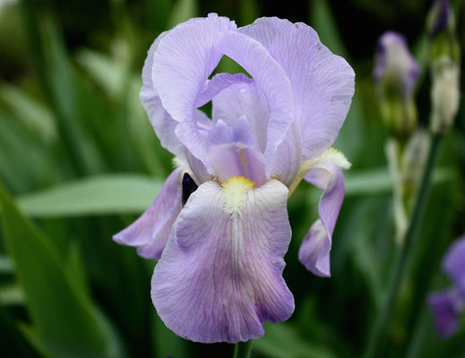 Iris Pallida