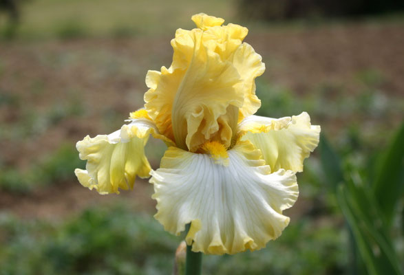 RDY59-A :   ZLATOVLASKA X ALPINE REGION