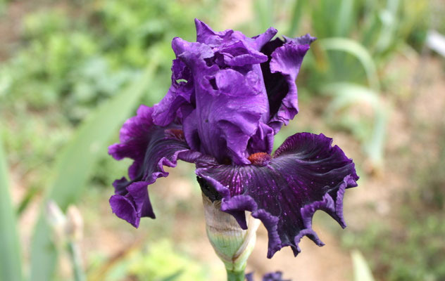 RDY42-A :   MEMORIZED X HAUNTED HEART