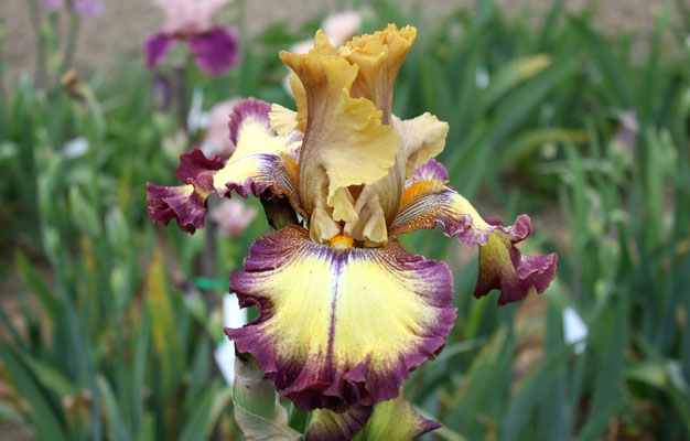 RDY20-A :   OUT OF THE DARK X Semis Blyth R41-4 