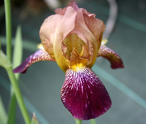 Iris Sanbusina 