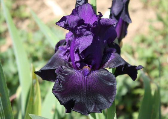 RDY26-B :   RAVEN GIRL X DANCING STAR