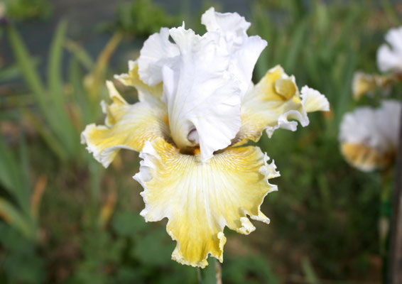 RDY13-D :   IRIADE X Semis Blyth R41-4 