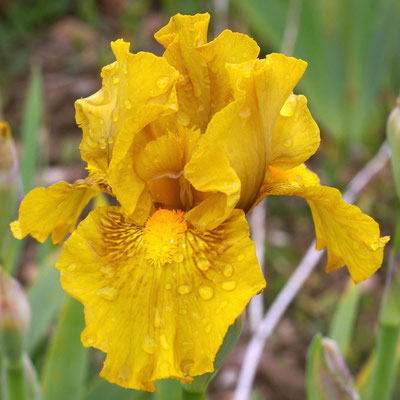 Sable Jaune CAYEUX 2015