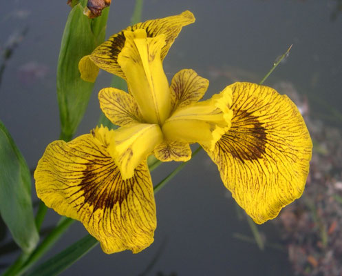 Iris Pseudacorus Roy Davidson