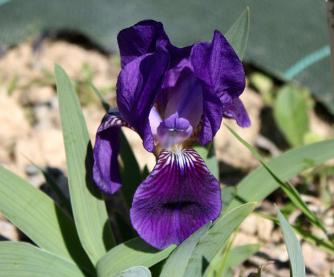 Iris Chamaeiris