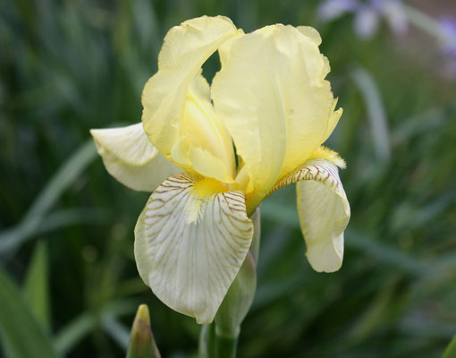 Iris Flavescens A