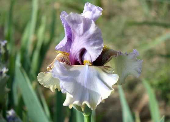 RDY08-A :   (RDV28-A : KITTY KAY X QUEENS OF ANGELS) X COLETTE CLAVEL