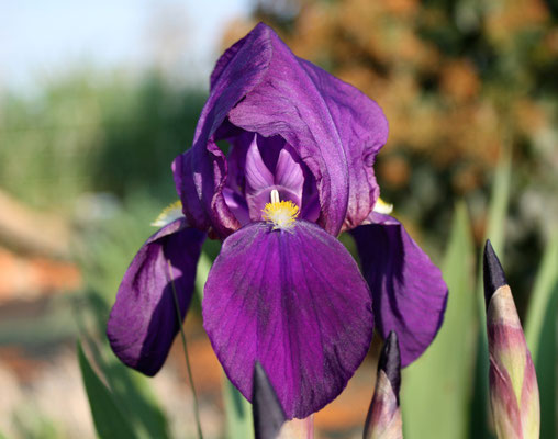 Iris Germanica Nepalensis