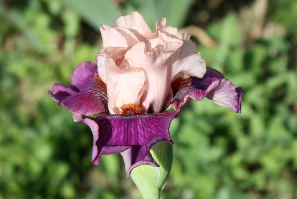 RDY54-B :   PRIVATE EYE X A STAR IS BORN