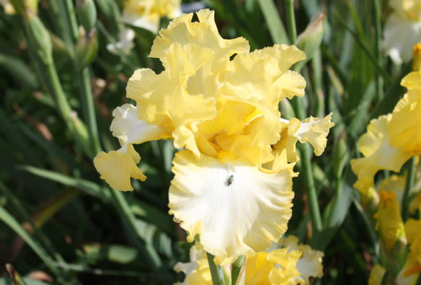 RDY18-C :   THAT’S ALL FOLKS X SOMNI