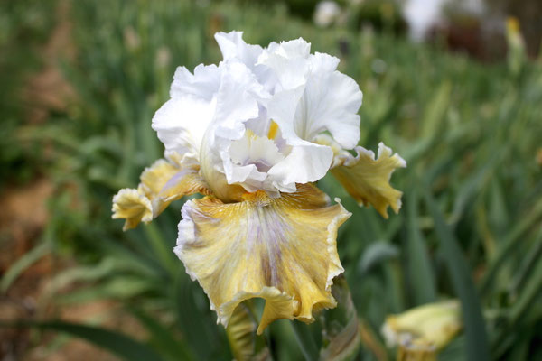 RDY13-A :    IRIADE X Semis Blyth R41-4 