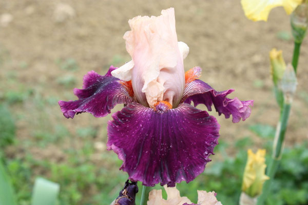 RDY65-A :   SUNSET PUNCH X ADOREE 