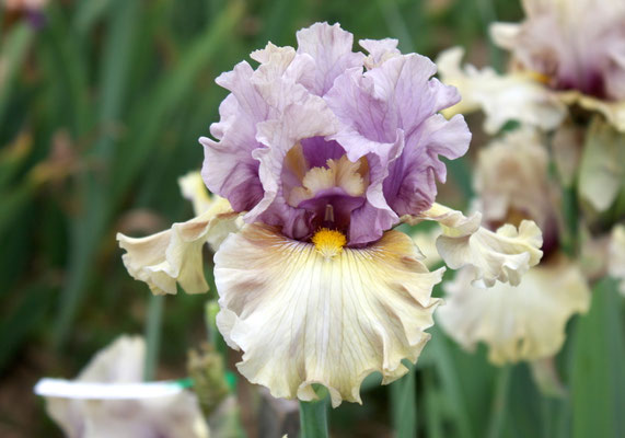 RDY08-F :    (RDV28-A : KITTY KAY X QUEENS OF ANGELS) X COLETTE CLAVEL