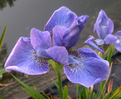 Iris de Sibérie Steve Varner