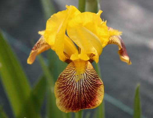 Iris Variegata