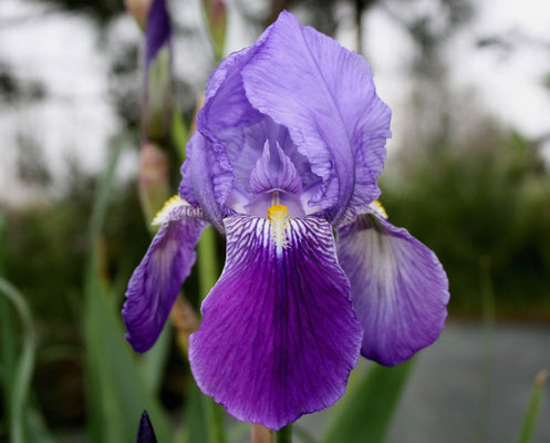 Iris Germanica Vulgaris