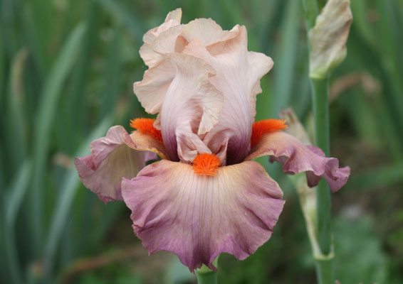 RDY45-D :   POSTER GIRL X TOBACCO CHEW