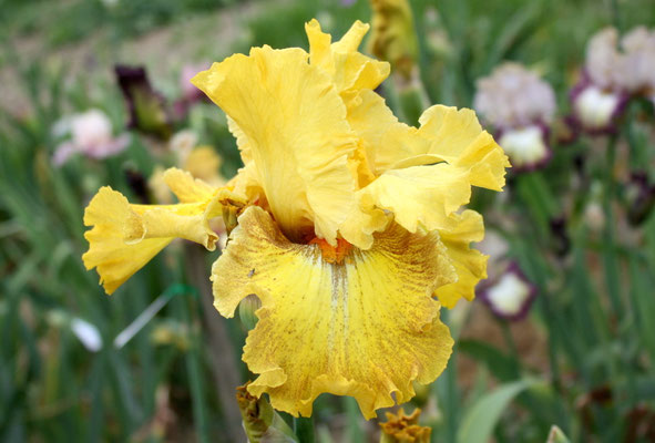 RDY20-C :   OUT OF THE DARK X Semis Blyth R41-4 