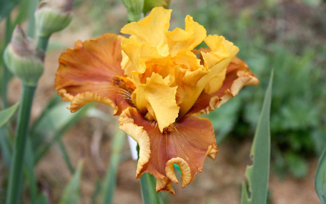 RDY22-A :   RED SKIES X Semis Blyth R41-4 